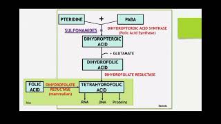 classification and Mechanism of action for Sulphonamide by Ms Deepika [upl. by Andert]