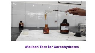 Molisch Test for Carbohydrates  Biochemistry Practical [upl. by Auliffe]