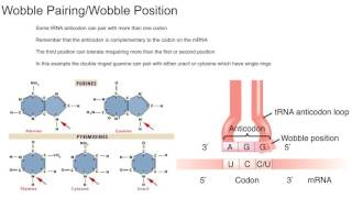 Wobble Pairing [upl. by Jacklin]