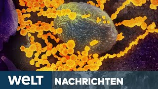 CORONALOCKERUNGEN Virologen und Gefahr zweiter Covid19Welle werden zunehmend ignoriert [upl. by Ingalls]