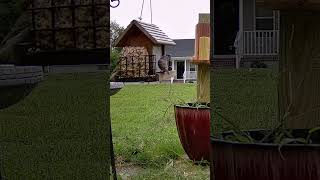 Red headed finch enjoying dinner with the familyshortsnature wildlife birdenthusiast birdlover [upl. by Beatriz]