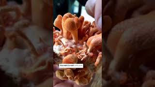 How to harvest cordyceps cordyceps medicinalmushrooms growingmushrooms [upl. by Eivlys331]