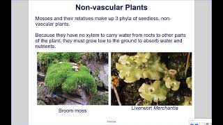 Characteristics of Vascular and Nonvascular Plants [upl. by Caniff]