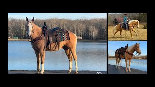 Palomino Quarter Horse Gelding For Sale  RopingSortingTrailPenning [upl. by Ginder]