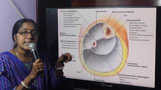 Lecture On Fascial Compartments Of The Leg [upl. by Jackie]