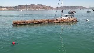 Avila 3rd Pier SEALS on platform Sail Boat appears near platform Avila Beach CA [upl. by Kealey]