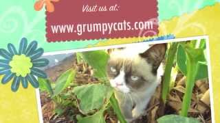 Grumpy Cat Meows [upl. by Ronny]