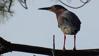 Green Heron Call [upl. by Lladnor]