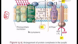 Electron transfer in purple bacteria [upl. by Maller]