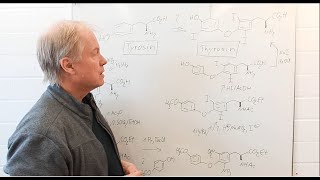 Warum zwei Methoden für die Iodierungen zum Thyroxin  Chemie der Arzneistoffe 8 [upl. by Acinomed]