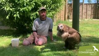 Ryan and Delores our Cinereous Vulture [upl. by Ddej451]