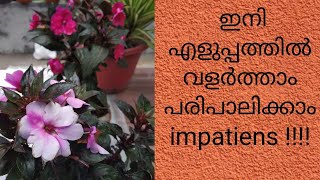 Care and propagation of Impatiens Balsam plant [upl. by Thomajan893]