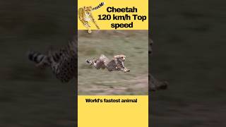 😾Cheetah at full speed 🧐 shorts animals youtubeshorts trending [upl. by Nitsuj778]