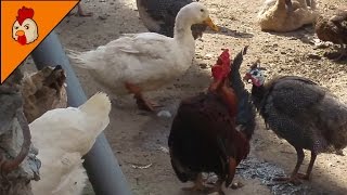 Small Hoarse Rooster Crowing  Funny Rooster Voice [upl. by Nared]