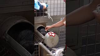 How blood samples are collect in zoo shortsvideo [upl. by Patrizius177]