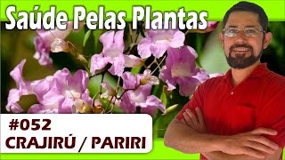 Saúde Pelas Plantas  Crajiru  câncer leucemia anemia cicatrizante hipertensão diurético [upl. by Brennan]