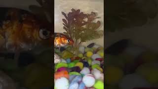 Koi fish tank set up aquatic Sathvikdo like and subscribe ￼￼ [upl. by Lybis89]