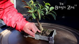 My Ficus microcarpa Cutting From 2000 The Bonsai Zone Nov 2024 [upl. by Araes]