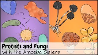 Protists and Fungi [upl. by Aiekram]