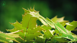 💧 Relaxing Atmosphere of Raindrops Falling on the Leaves of Plants to get to Sleep more Easily [upl. by Ahsaz]