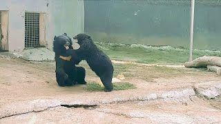 Black Bear Video [upl. by Shugart]