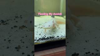 Feeding My Axolotl shorts [upl. by Bolen]