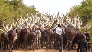 African Farmers Raise Millions Of Livestock This Way  African Farming [upl. by Graeme]