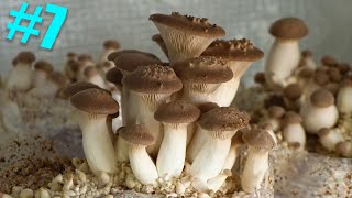 🍄 7 Essai de culture du PLEUROTE DU PANICAUT Pleurotus eryngii [upl. by Nibla]