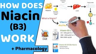 How does Niacin B3 Work  Pharmacology [upl. by Inajna]