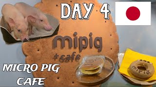 MIPIG CAFE OSAKA  MUST VISIT MICRO PIG CAFE IN JAPAN 🐷  THEY ARE SO CUTE  🐖 [upl. by Atiuqihc]