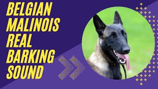 belgian malinois real barking sound  Dog show [upl. by Notnef]