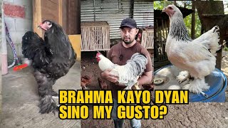 BRAHMA KYO DYAN SINO MY GUSTO [upl. by Larkin]