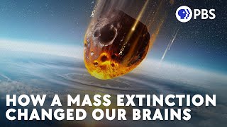 How a Mass Extinction Changed Our Brains [upl. by Gnahk]