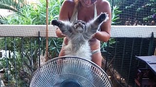 Funny Maine coon Cat Hélios Fan air PleaseIam Hot [upl. by Mahmud]