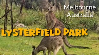 Mountain Biking at Lysterfield Park Melbourne Australia [upl. by Nivanod]