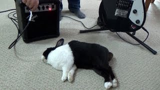 Waking a sleeping rabbit with an electric guitar [upl. by Leikeze335]