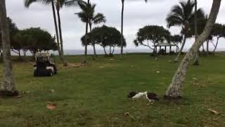 Albatross Dancing in Paradise  Princeville Makai Golf Kauai [upl. by Alegnasor]