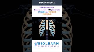 HUMAN RIB CAGE  THORACIC CAGE ANATOMY  BioLearn [upl. by Udele735]