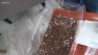 2 the Garden Tips and Tricks for Starting Seedlings [upl. by Munshi462]