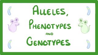 GCSE Biology  DNA Part 2  Alleles  Dominant  Heterozygous  Phenotypes and more 64 [upl. by Alodi]