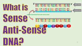 Coding Strand and NonCoding StrandStructure OF GeneDifference between Sense and Antisense strand [upl. by Ansev]