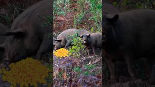 Wild Hogs vs TANNERITE [upl. by Reniar942]