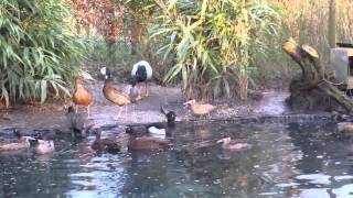 Waterfowl aviary whistling ducks tufted duck hottentot teal and more [upl. by Nob]