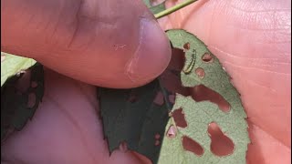 Paul Pugliese Keeping Sawflies from Destroying Your Roses [upl. by Noirb150]