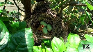 Fortpflanzung der Amsel Teil 4 [upl. by Cadmarr]