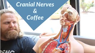 How To Learn the Cranial Nerves amp Coffee Cranial Nerve Mnemonic [upl. by Yvad]