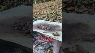 Autunno bosco fuoco e castagne Autumn forest fire and chestnut autumn forest fire castagne [upl. by Nauwaj550]