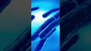 MYCOBACTERIUM TUBERCULOSISGRAM NEGATIVE BACILLI BACTERIAviral [upl. by Cynde746]