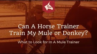 Mule Training  Can A Horse Trainer Train My Mule [upl. by Brass]