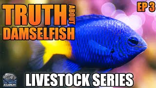 The Truth About DAMSELFISH  Livestock Series [upl. by Hooge]